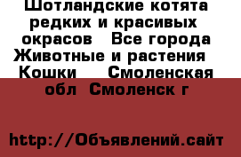 Шотландские котята редких и красивых  окрасов - Все города Животные и растения » Кошки   . Смоленская обл.,Смоленск г.